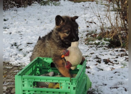 Deutsche Schäferhund Welpen Langstockhaar m.P. gerader Rücken