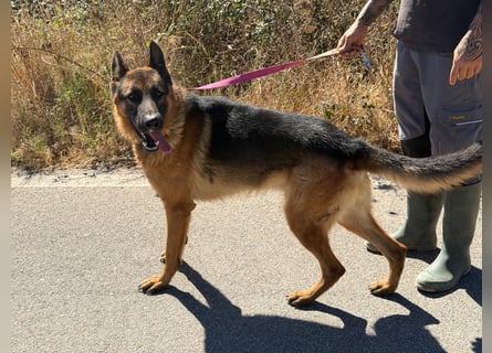 Rex: wo sind die Schäferhund-Freunde?