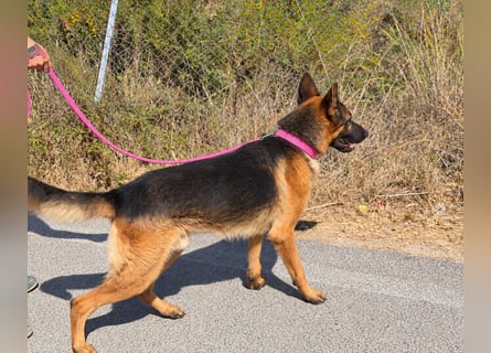Rex: wo sind die Schäferhund-Freunde?