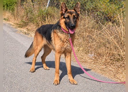 Rex: wo sind die Schäferhund-Freunde?