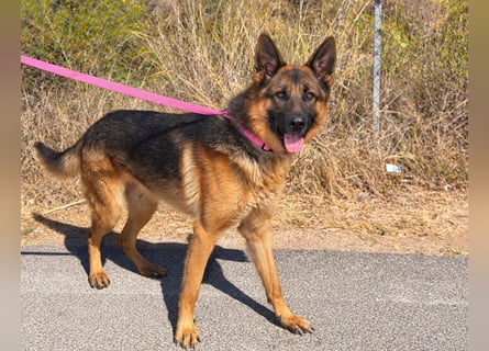 Rex: wo sind die Schäferhund-Freunde?