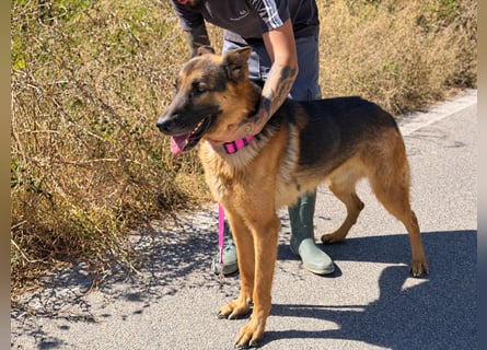 Rex: wo sind die Schäferhund-Freunde?