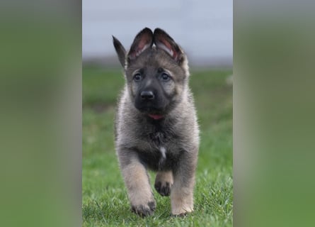 Deutsche Schäferhündin, 8 Wochen
