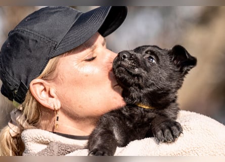 Schäferhundwelpe weiblich, 8 Wochen