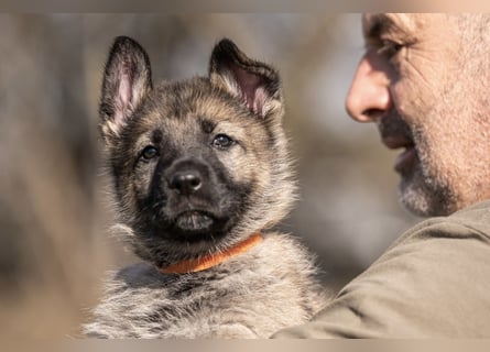 Deutsche Schäferhündin, 8 Wochen