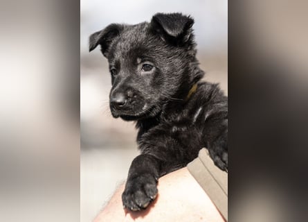 Deutsche Schäferhündin, 8 Wochen