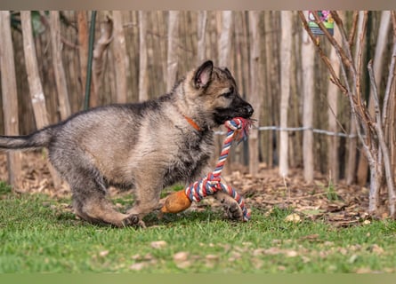 Deutsche Schäferhündin, 8 Wochen