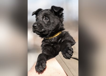 Schäferhundwelpe weiblich, 8 Wochen