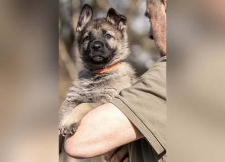 Deutsche Schäferhündin, 8 Wochen