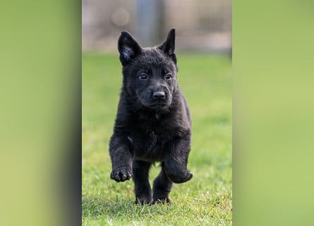 Schäferhundwelpe weiblich, 8 Wochen