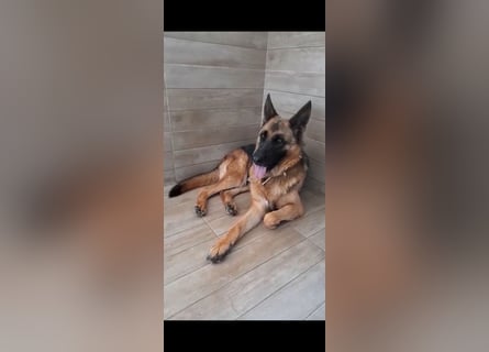 Lola sucht ihre zweite Chance – ein liebevolles Zuhause❤️