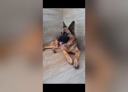 Lola sucht ihre zweite Chance – ein liebevolles Zuhause❤️