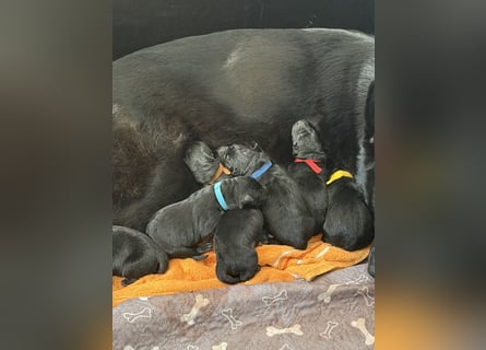 Schäferhund Welpen, mit Papiere vom Verein für deutsche Schäferhunde