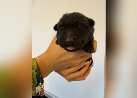 Schäferhund Welpen, mit Papiere vom Verein für deutsche Schäferhunde