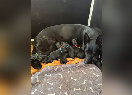 Schäferhund Welpen, mit Papiere vom Verein für deutsche Schäferhunde