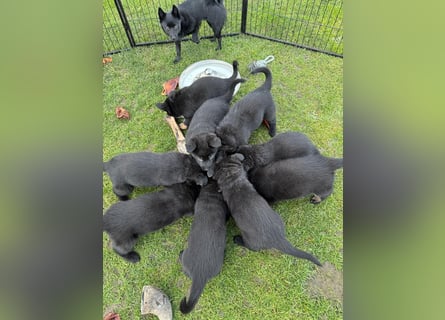 Schäferhund Welpen, mit Papiere vom Verein für deutsche Schäferhunde