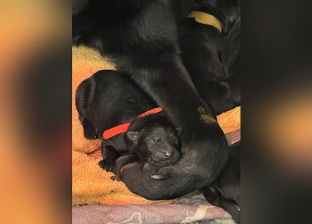 Schäferhund Welpen, mit Papiere vom Verein für deutsche Schäferhunde