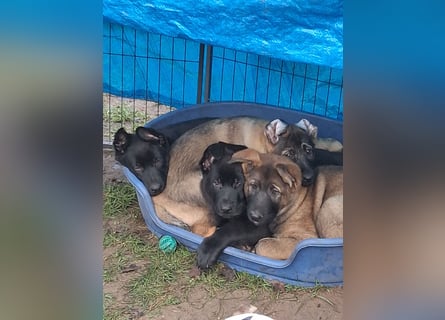 Schwarzer Schäferhundrüde-Welpe aus Körzucht vom Satansthron