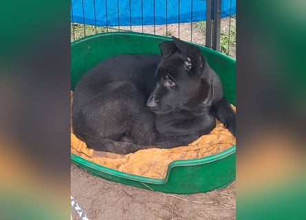 Schwarzer Schäferhundrüde-Welpe aus Körzucht vom Satansthron