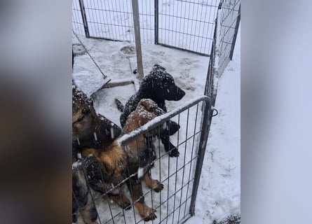 Schwarzer Schäferhundrüde-Welpe aus Körzucht vom Satansthron