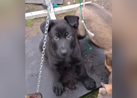 Schwarzer Schäferhundrüde-Welpe aus Körzucht vom Satansthron