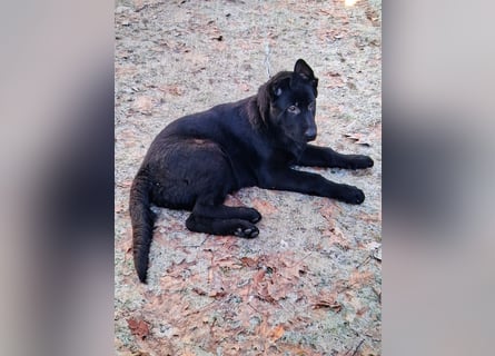 Schwarzer Schäferhundrüde-Welpe aus Körzucht vom Satansthron
