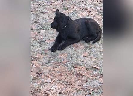 Schwarzer Schäferhundrüde-Welpe aus Körzucht vom Satansthron