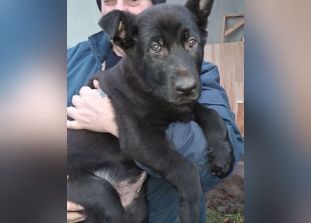 Schwarzer Schäferhundrüde-Welpe aus Körzucht vom Satansthron