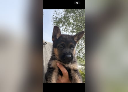 Deutscher Schäferhund Welpen