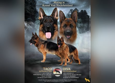 Deutscher Schäferhund Welpen