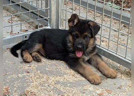 Deutscher Schäferhund Welpen