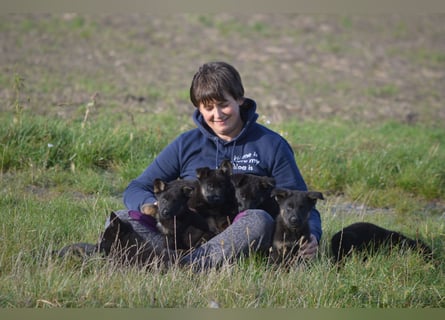 Dt. Schäferhundwelpen aus 100% DDR-Blutlinien mit roten SV/VDH Papieren.
