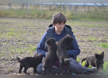 Dt. Schäferhundwelpen aus 100% DDR-Blutlinien mit roten SV/VDH Papieren.