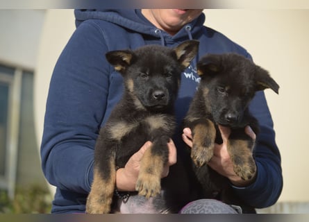 Dt. Schäferhundwelpen aus 100% DDR-Blutlinien mit roten SV/VDH Papieren.