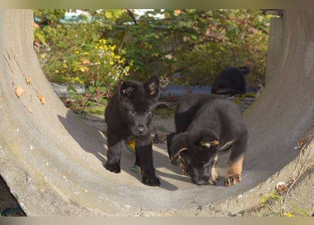 Dt. Schäferhundwelpen aus 100% DDR-Blutlinien mit roten SV/VDH Papieren.