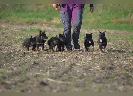 Dt. Schäferhundwelpen aus 100% DDR-Blutlinien mit roten SV/VDH Papieren.