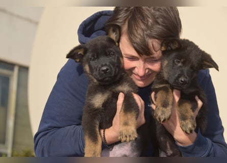 Dt. Schäferhundwelpen aus 100% DDR-Blutlinien mit roten SV/VDH Papieren.