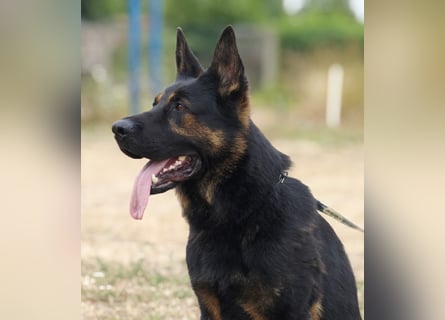 Dt. Schäferhundwelpen aus 100% DDR-Blutlinien mit roten SV/VDH Papieren.