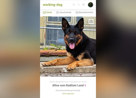 Dt. Schäferhundwelpen aus 100% DDR-Blutlinien mit roten SV/VDH Papieren.