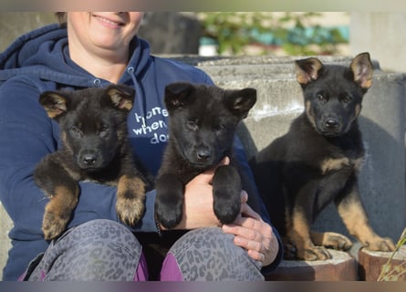 Dt. Schäferhundwelpen aus 100% DDR-Blutlinien mit roten SV/VDH Papieren.