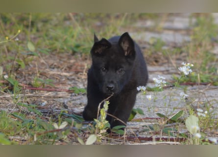 Dt. Schäferhundwelpen aus 100% DDR-Blutlinien mit roten SV/VDH Papieren.
