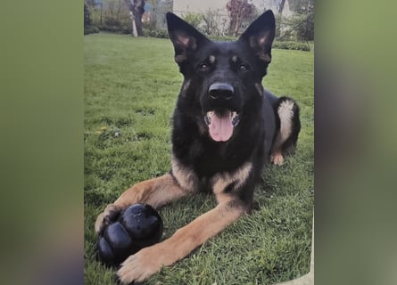 Deutscher Schäferhund