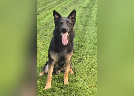 Deutscher Schäferhund