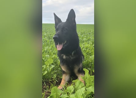 Deutscher Schäferhund