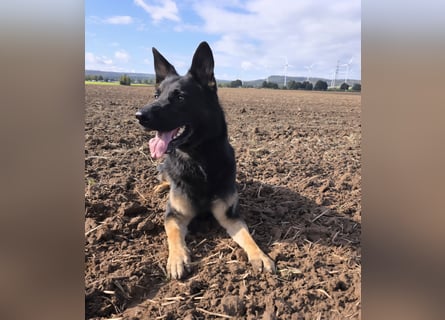 Deutscher Schäferhund