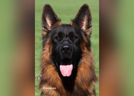 Schäferhund Rüde Langstockhaar
