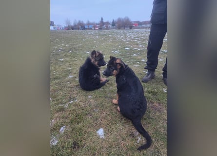 Deutsche Schäferhund Welpen mit Papiere.