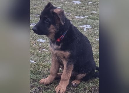 Deutsche Schäferhund Welpen mit Papiere.