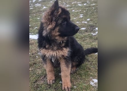 Deutsche Schäferhund Welpen mit Papiere.