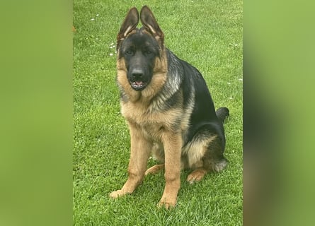 Deutscher Schäferhund Welpe mit Papiere